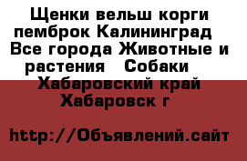 Щенки вельш корги пемброк Калининград - Все города Животные и растения » Собаки   . Хабаровский край,Хабаровск г.